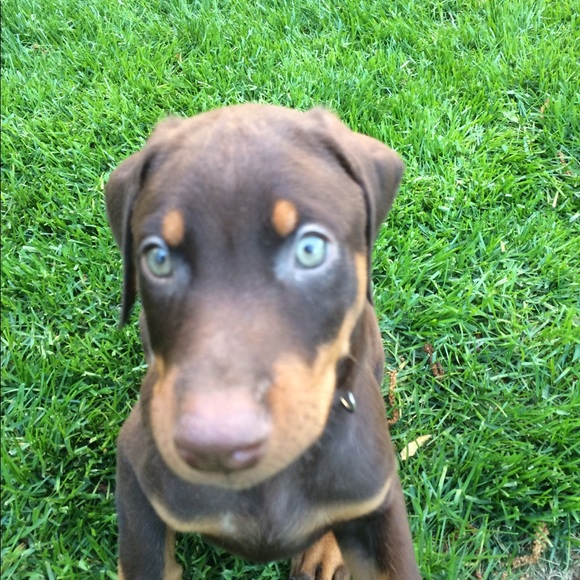 Meet your Posher, Samantha - Picture 1 of 1